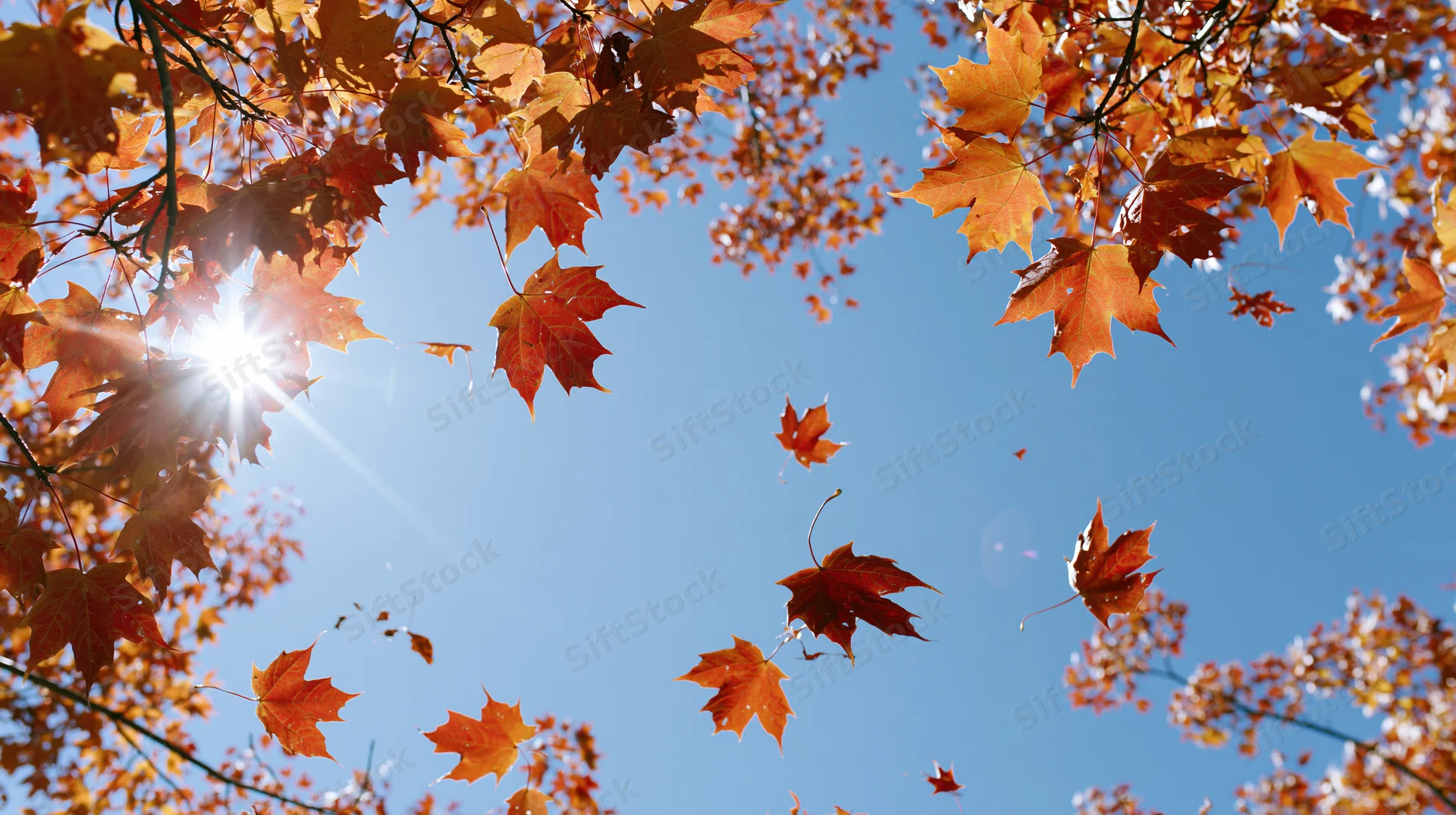 Autumn maple leaves floating and falling against a bright blue sky with sunlight shining through branches