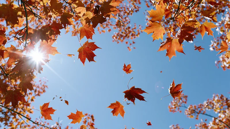 Autumn maple leaves floating and falling against a bright blue sky with sunlight shining through branches