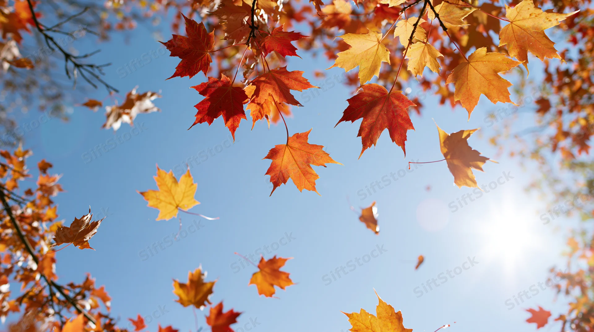 Maple leaves floating and falling against a clear blue sky in autumn