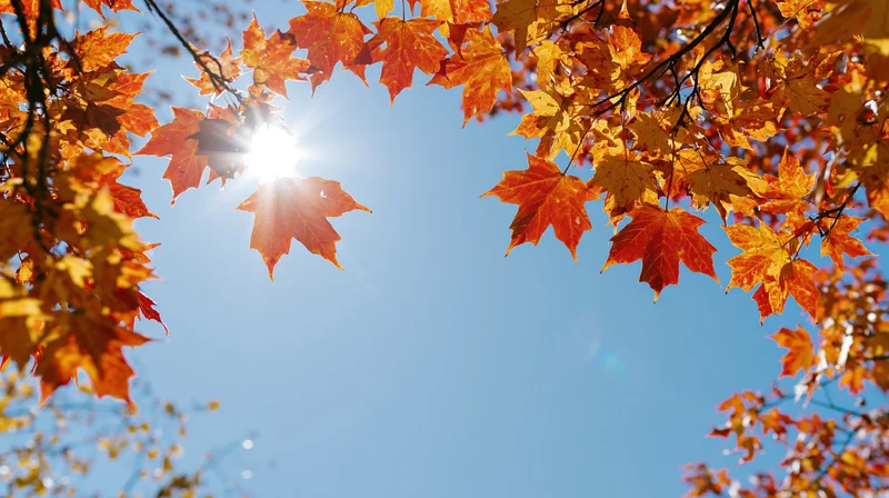 Autumn maple leaves framing the sun against a clear blue sky