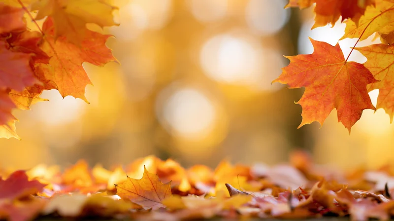 Autumn maple leaves framing the edges with fallen foliage on the ground in warm sunlight