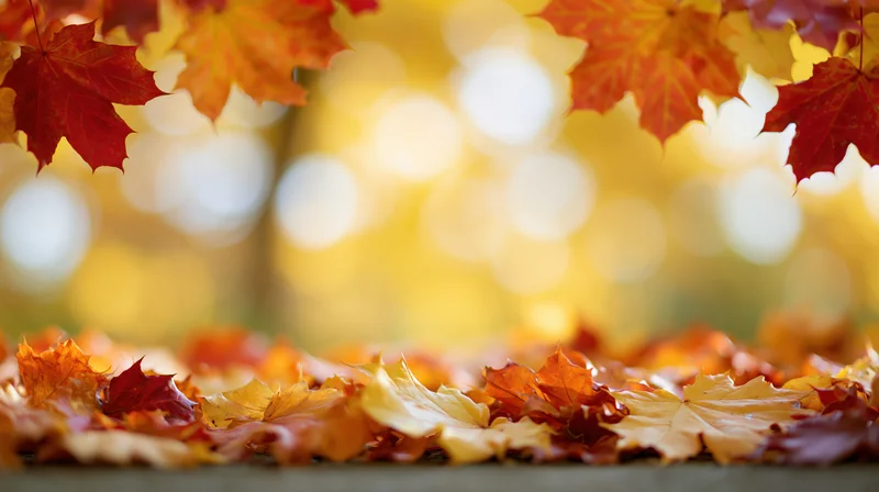 Autumn maple leaves framing the edge with fallen foliage on ground and warm bokeh background