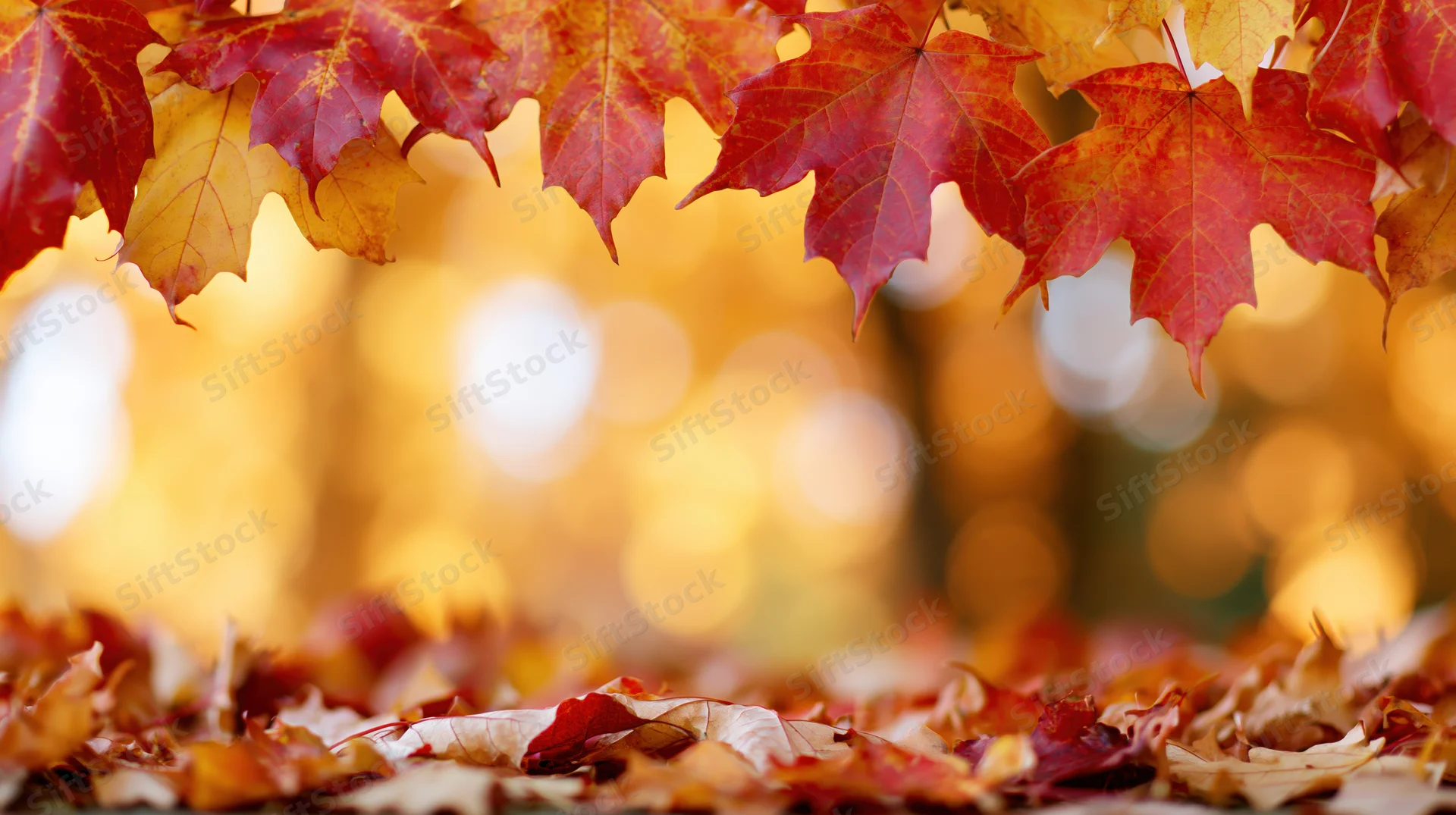 Maple leaves in red orange and yellow framing the top and ground in an autumn outdoor scene