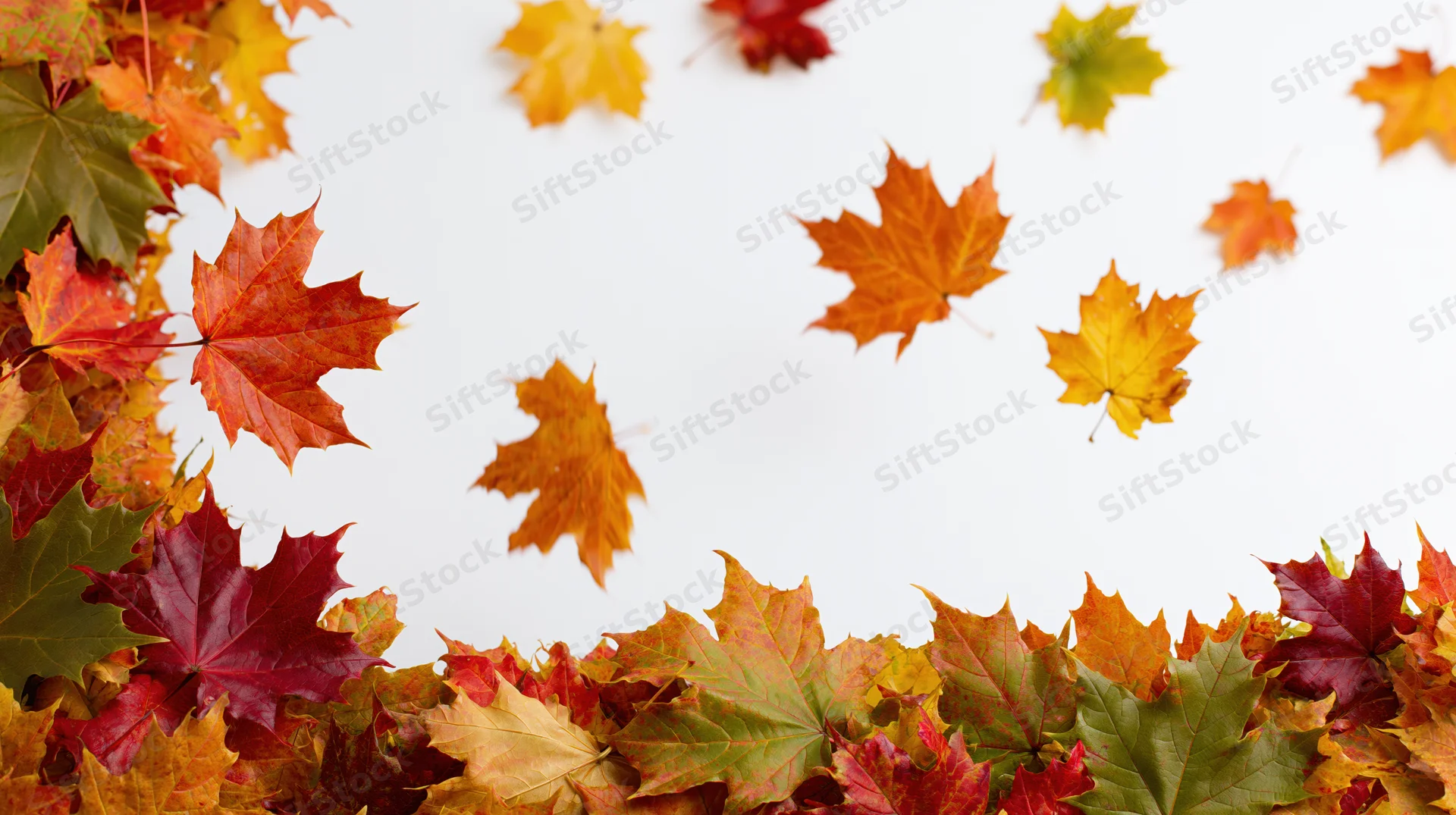 Autumn maple leaves arranged in border along bottom and left side with copyspace in center