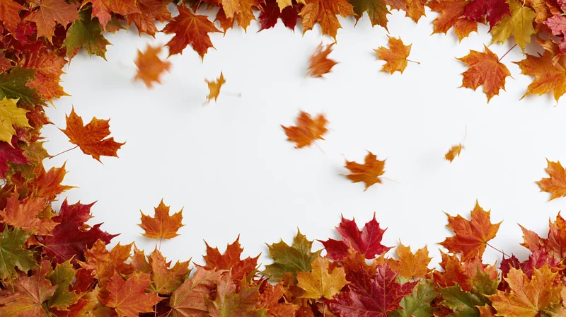 Autumn maple leaves arranged in a border around white copyspace