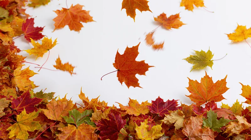 Autumn maple leaves scattered across white surface forming border with copyspace