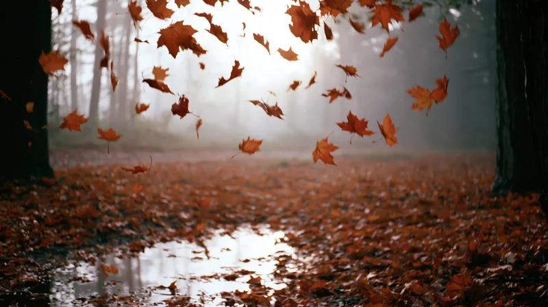 Maple leaves swirling in misty forest clearing with sunlight reflecting on wet ground
