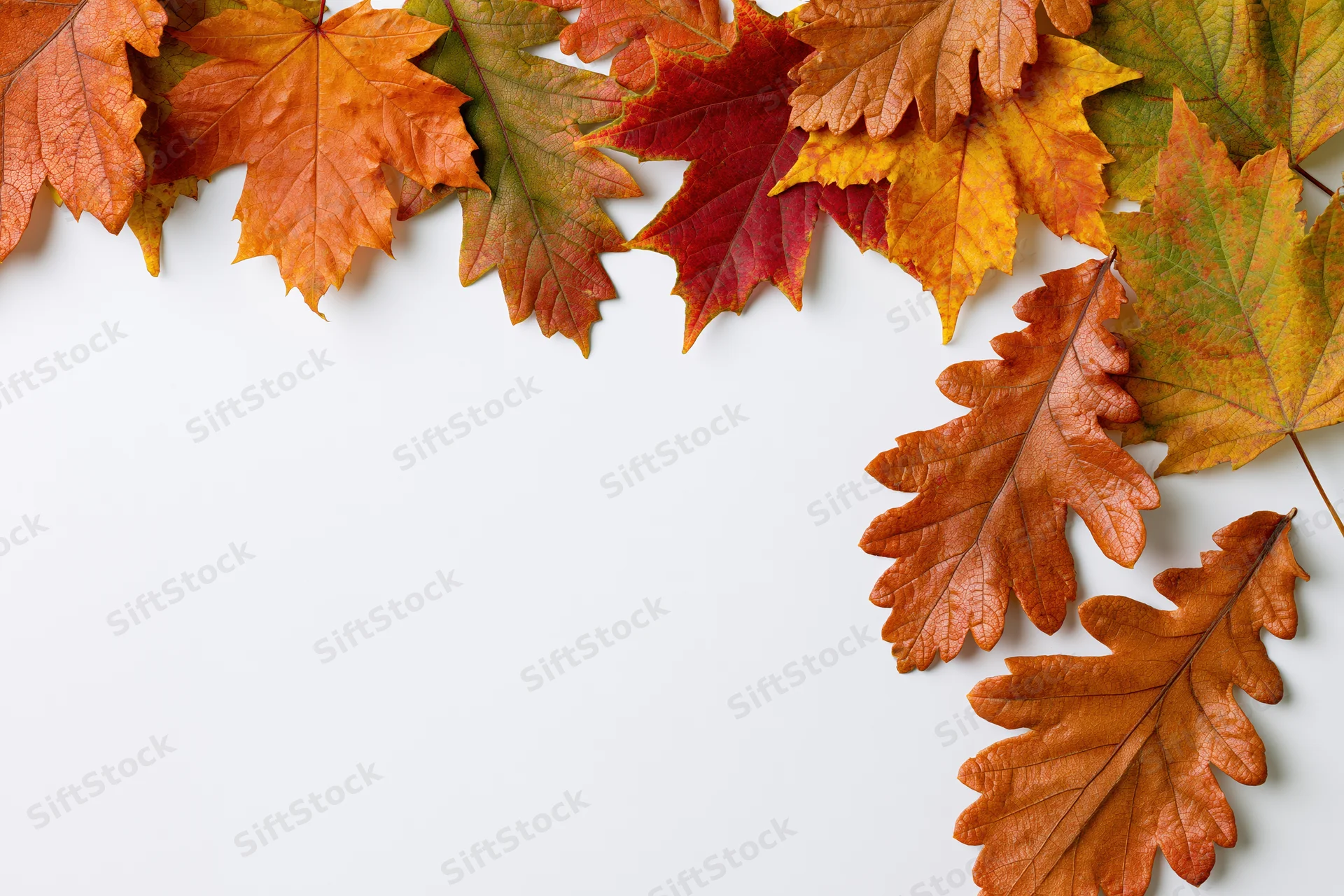 Autumn maple and oak leaves arranged in L-shaped border on white surface with copyspace
