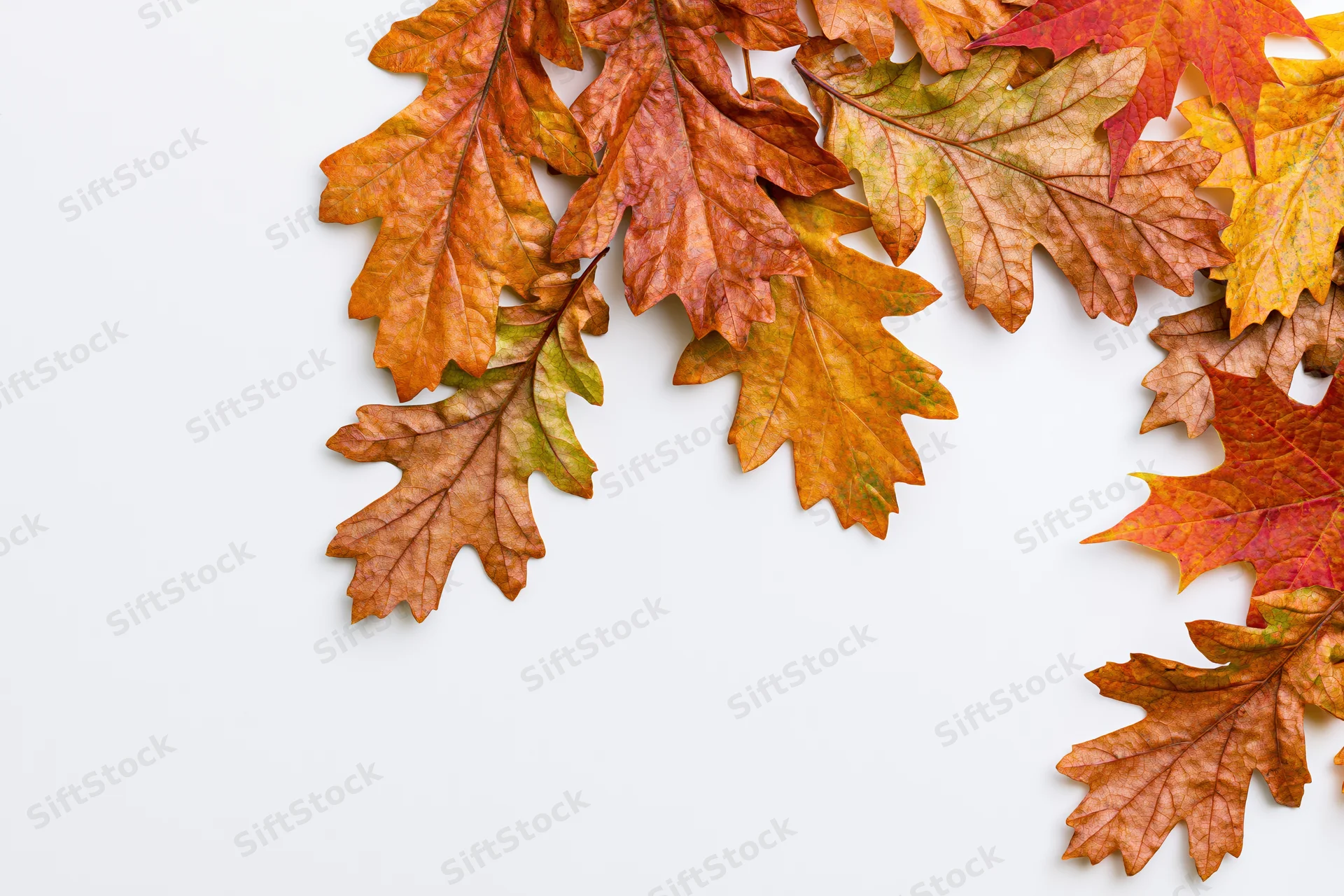Autumn oak and maple leaves arranged in an l-shaped border on white background