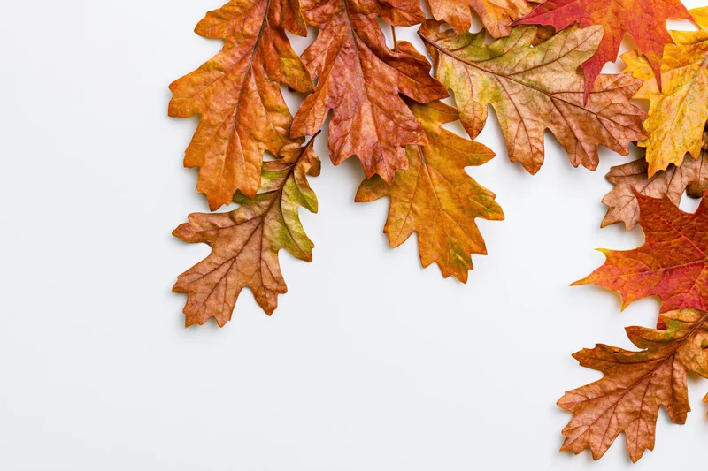 Autumn oak and maple leaves arranged in an l-shaped border on white background