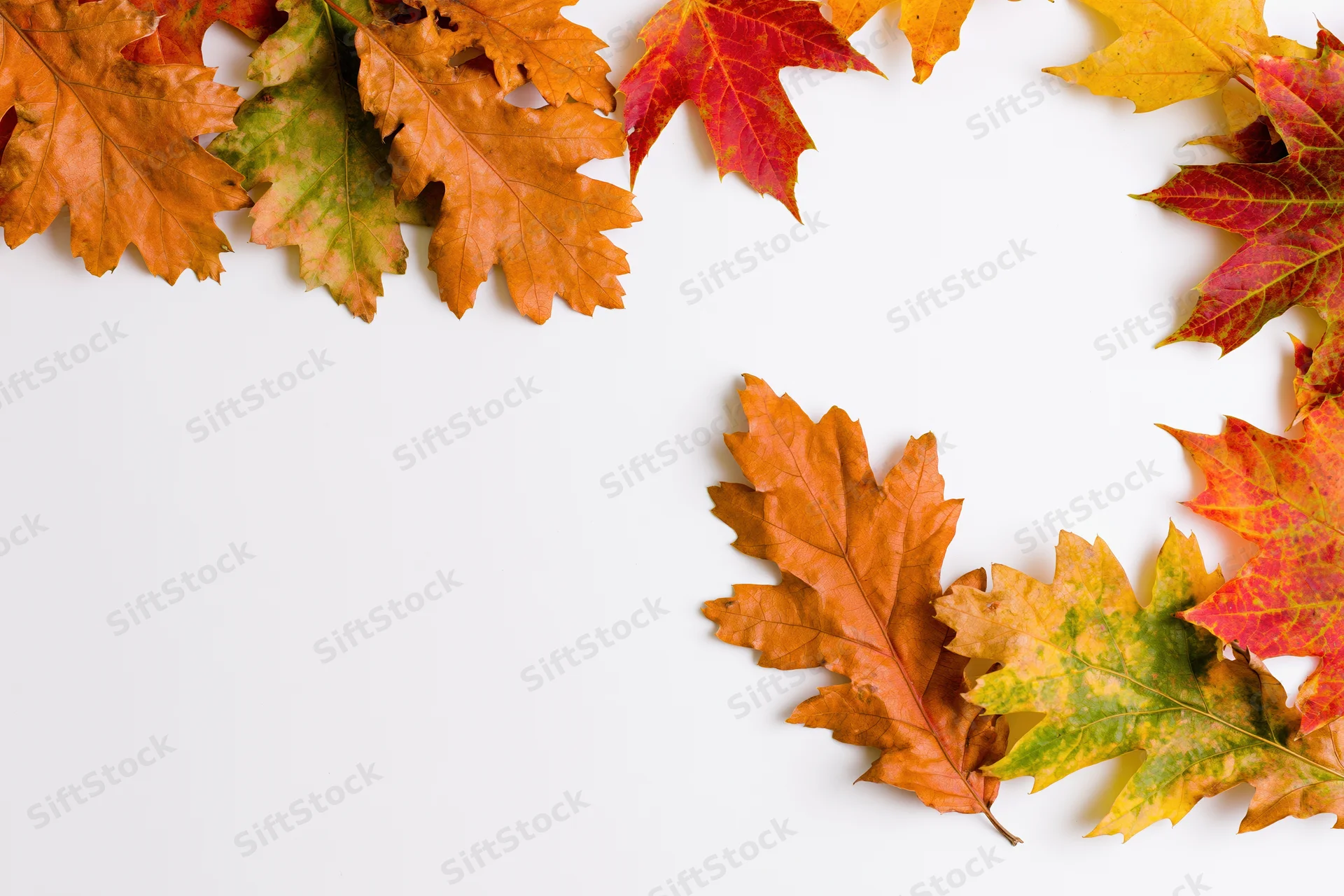 Autumn oak and maple leaves arranged in an L-shaped border on white background with copyspace