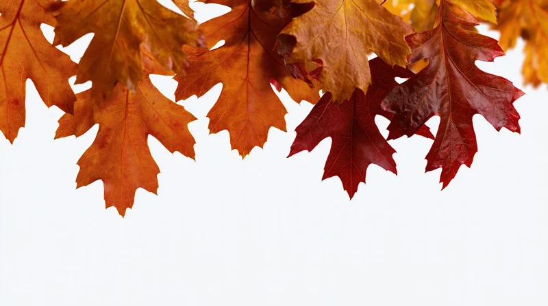 Autumn oak and maple leaves in peak fall color arranged along the top edge against white background with copyspace below