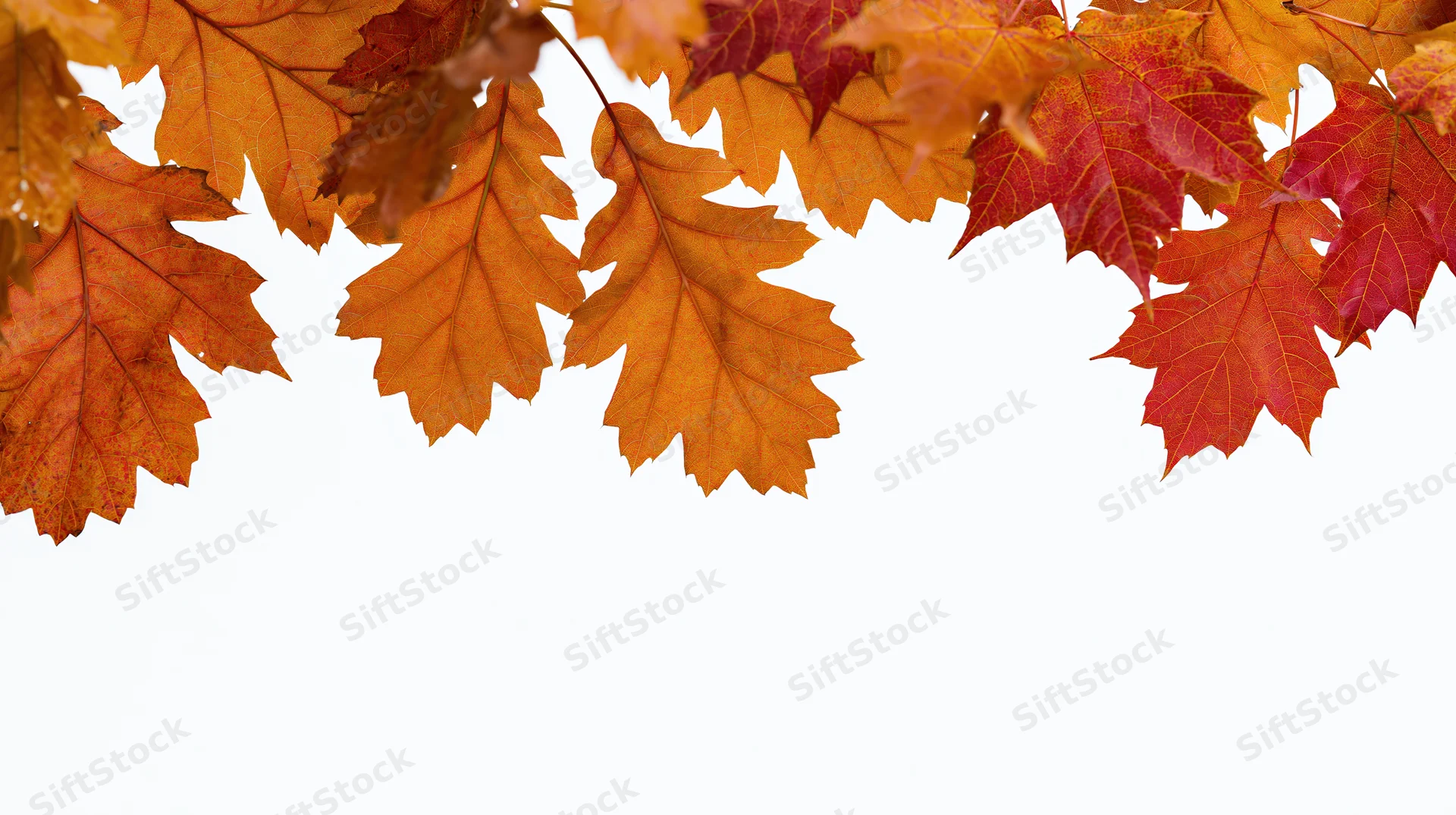 Autumn maple and oak leaves in peak fall color arranged along the top edge against white background
