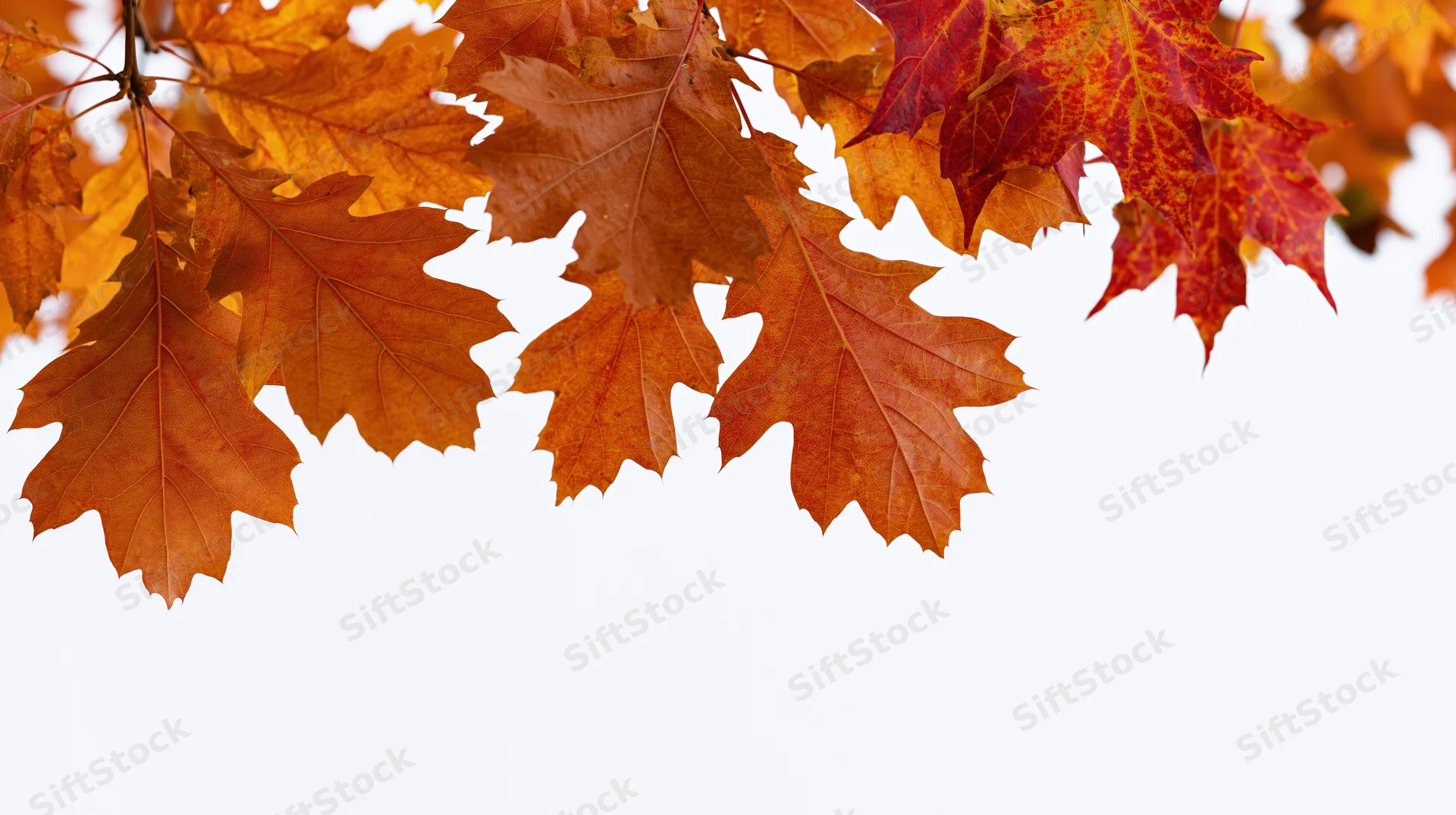 Autumn oak and maple leaves in peak fall color clustered along the top edge against a white background with copyspace below