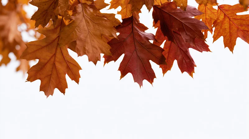 Autumn oak and maple leaves in peak fall color clustered along the top edge against a white background