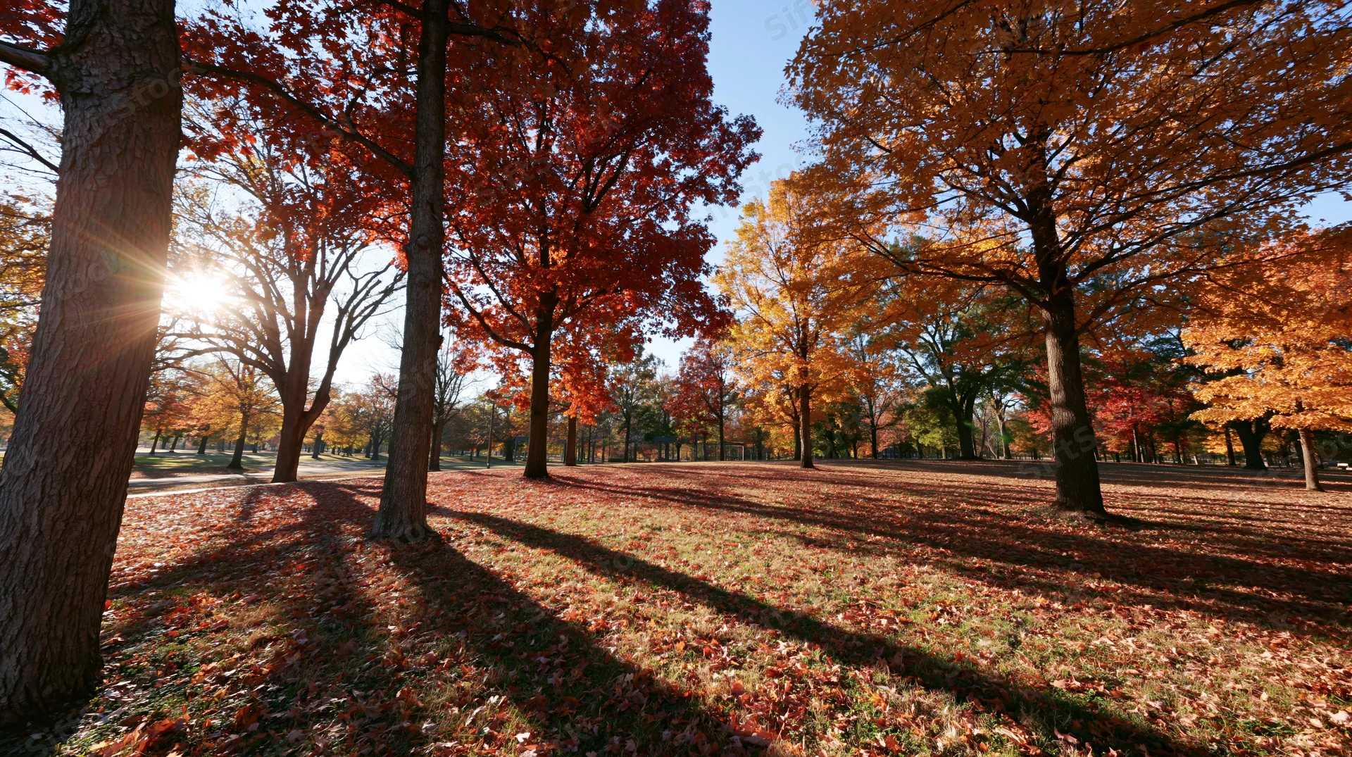 Autumn trees with red and orange foliage casting long shadows in a park on a sunny day