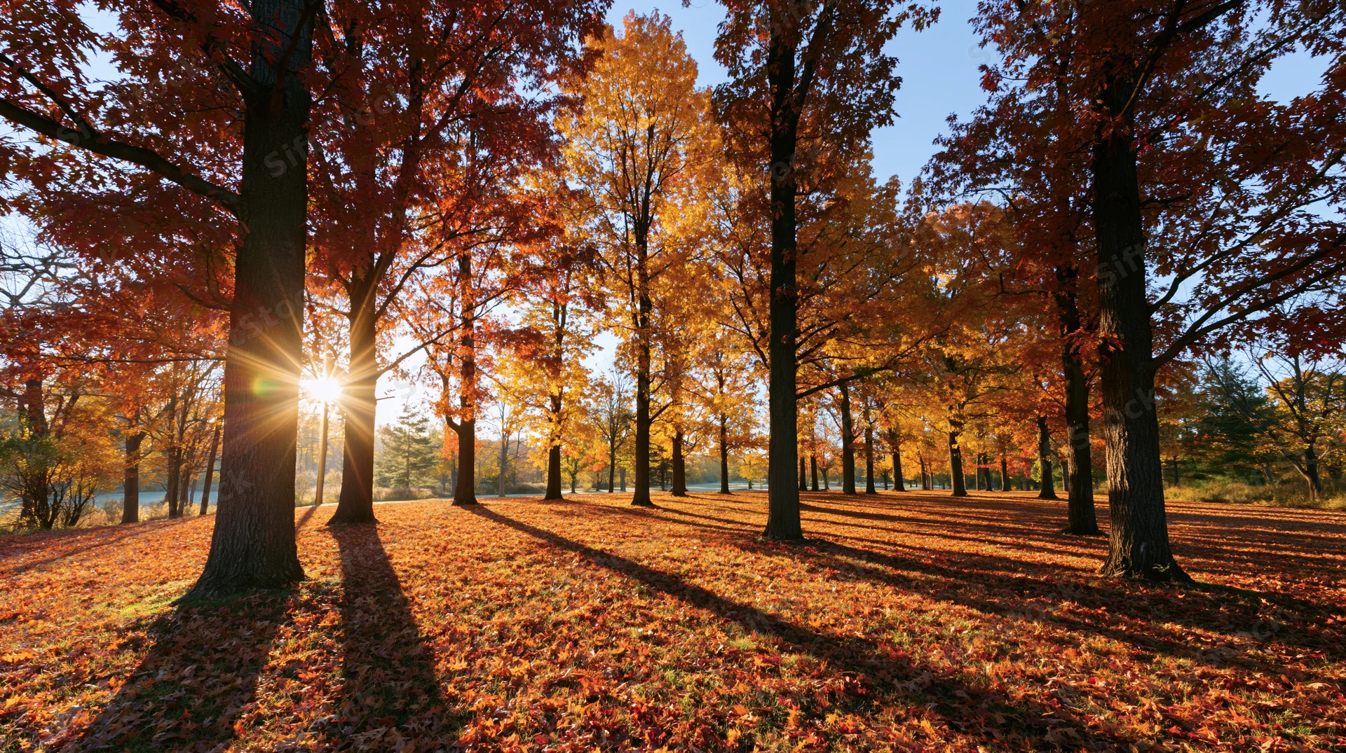 Tall trees with red and orange leaves in a park during autumn sunrise