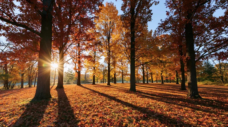 Tall trees with red and orange leaves in a park during autumn sunrise