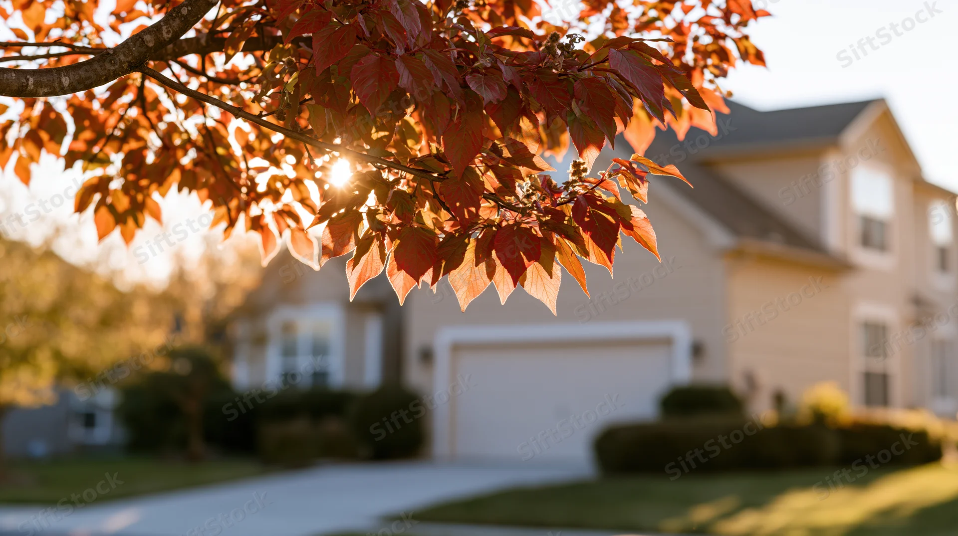 Autumn tree branch with red and orange backlit leaves in foreground, suburban house in background
