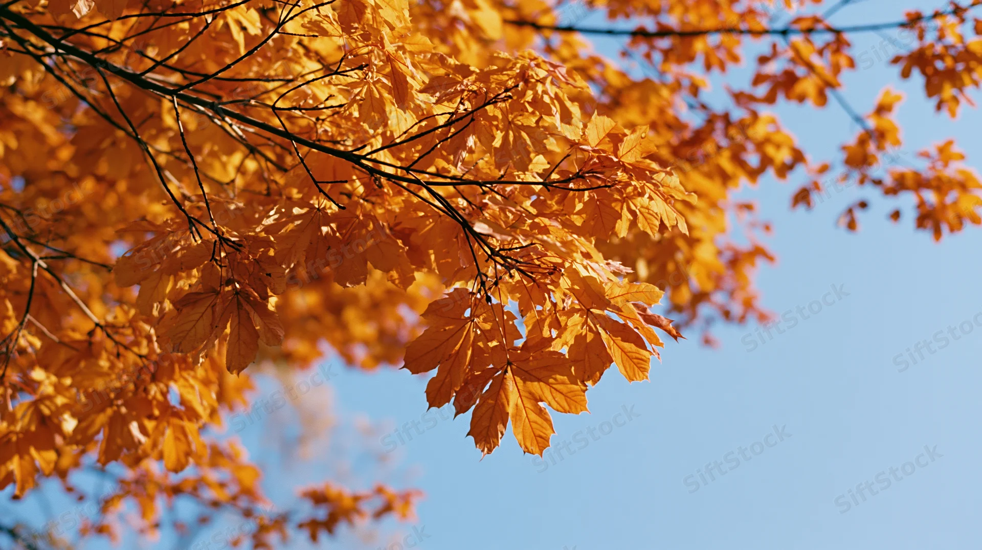 Golden-orange autumn leaves on tree branches against a clear blue sky
