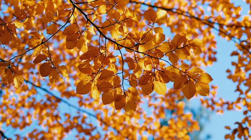 Golden-orange autumn leaves on tree branches against blue sky