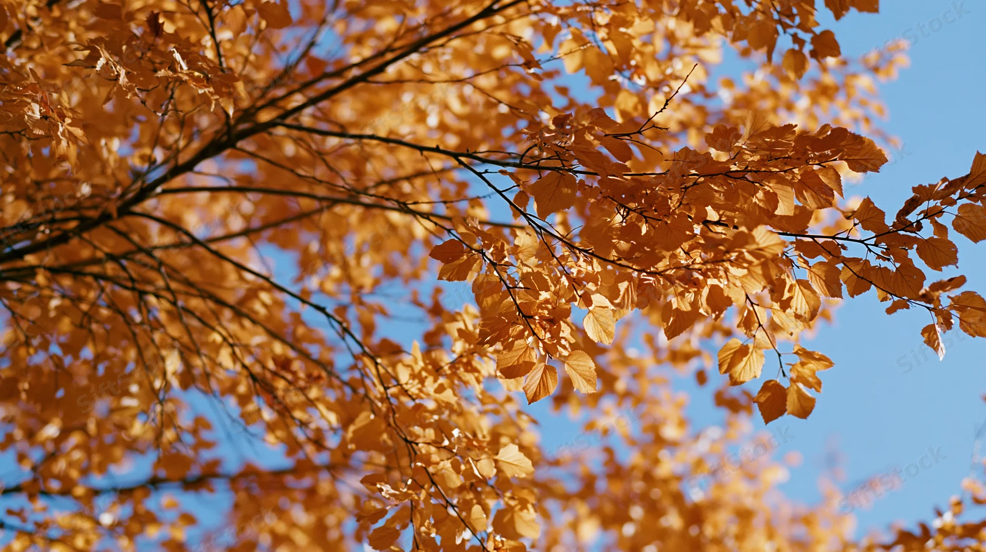 Golden-orange autumn leaves on tree branches against a clear blue sky