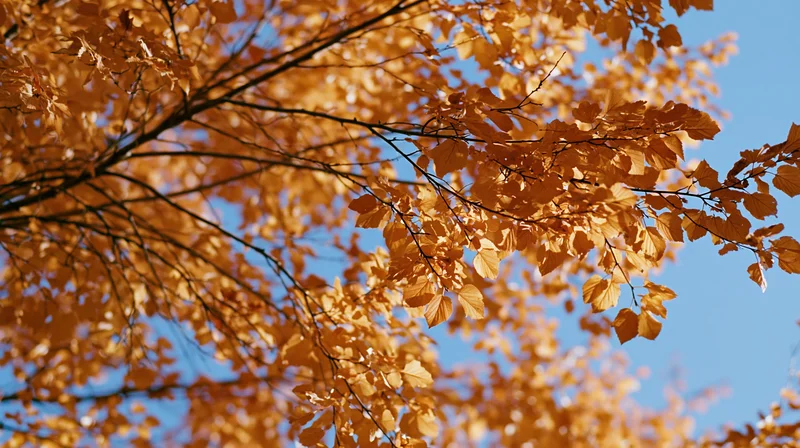 Golden-orange autumn leaves on tree branches against a clear blue sky