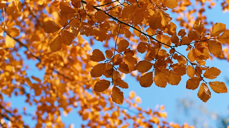 Golden-orange autumn leaves on tree branches against a clear blue sky