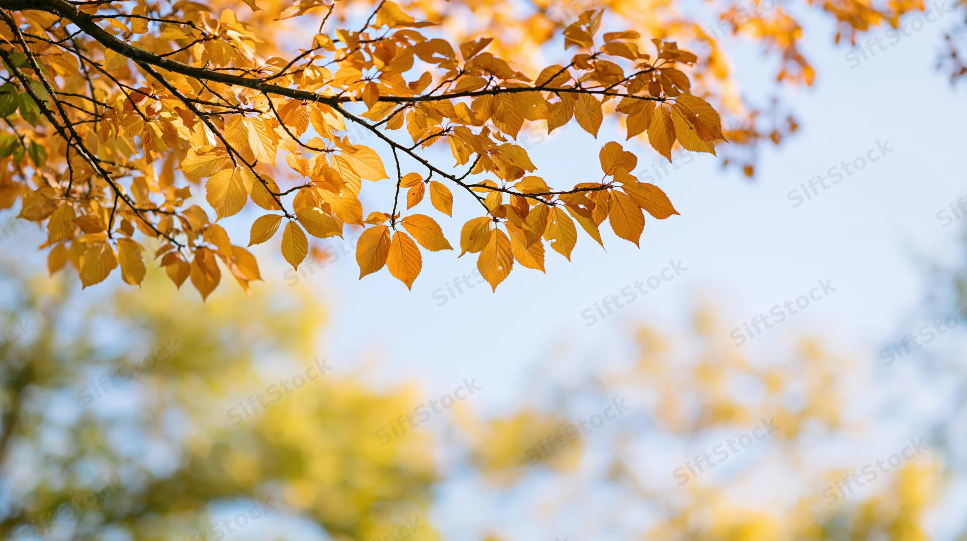 Golden-orange autumn leaves on tree branches against a clear sky with soft-focus background