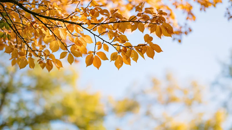 Golden-orange autumn leaves on tree branches against a clear sky with soft-focus background