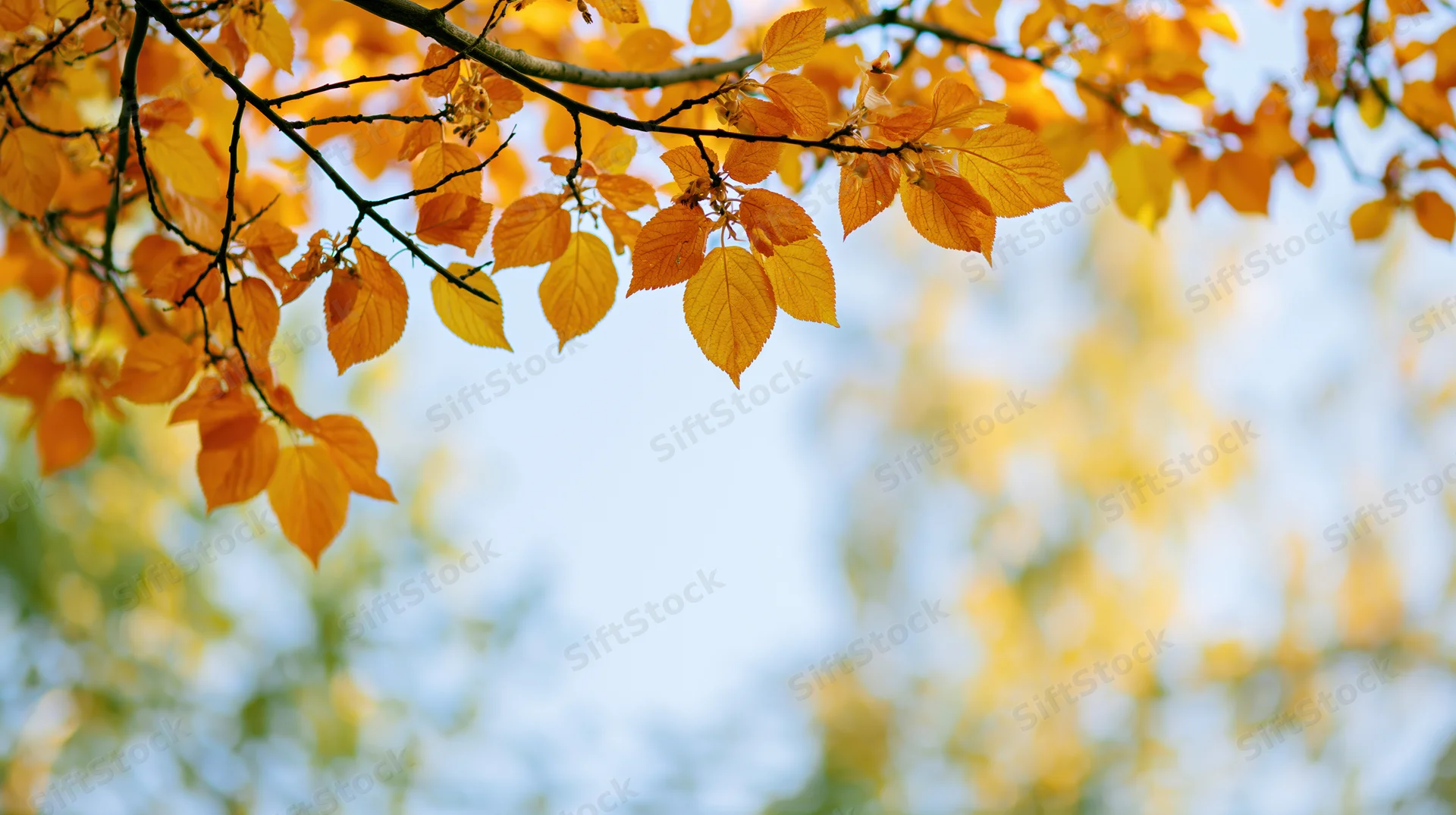 Golden-orange autumn leaves on tree branches against a soft blue sky with blurred foliage in the background