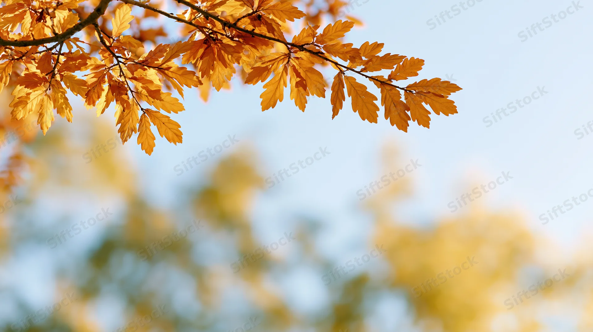 Golden-orange autumn leaves on a tree branch against a clear blue sky with blurred foliage in the background