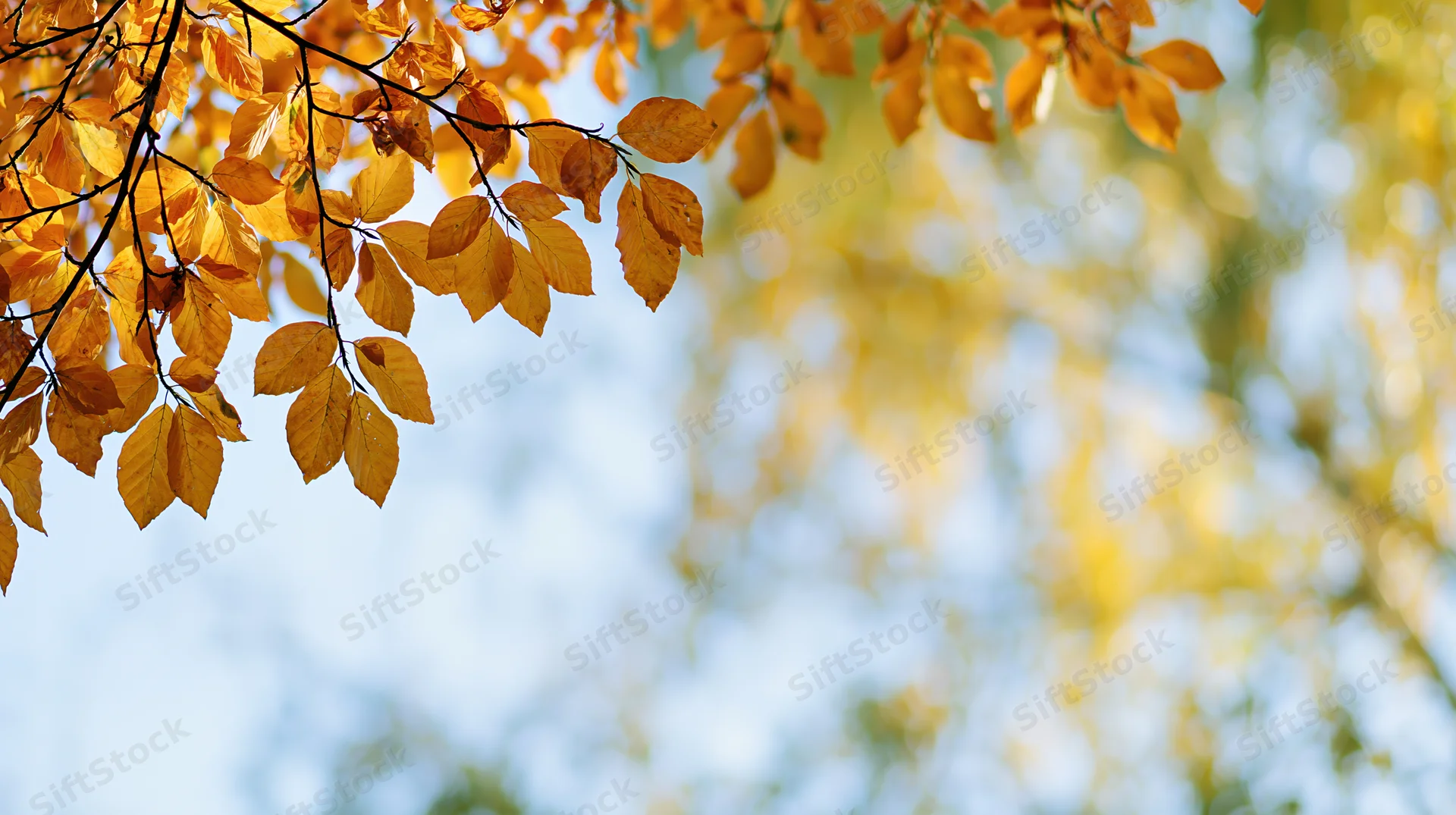 Golden-orange autumn leaves on tree branches against a bright sky with soft bokeh background