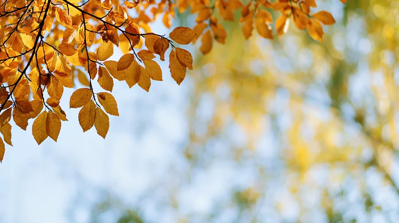 Golden-orange autumn leaves on tree branches against a bright sky with soft bokeh background