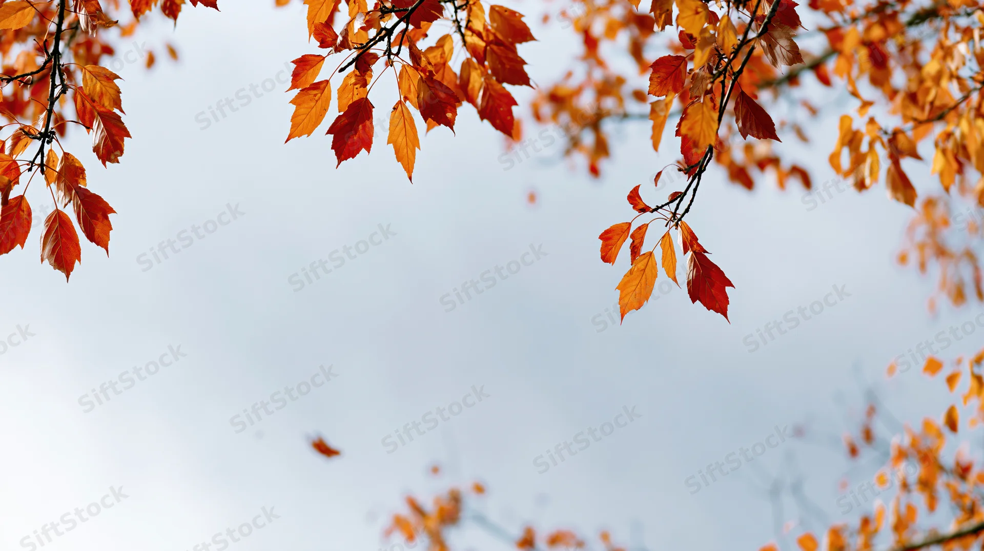 Autumn tree branches with orange red and golden leaves hanging against a soft sky background
