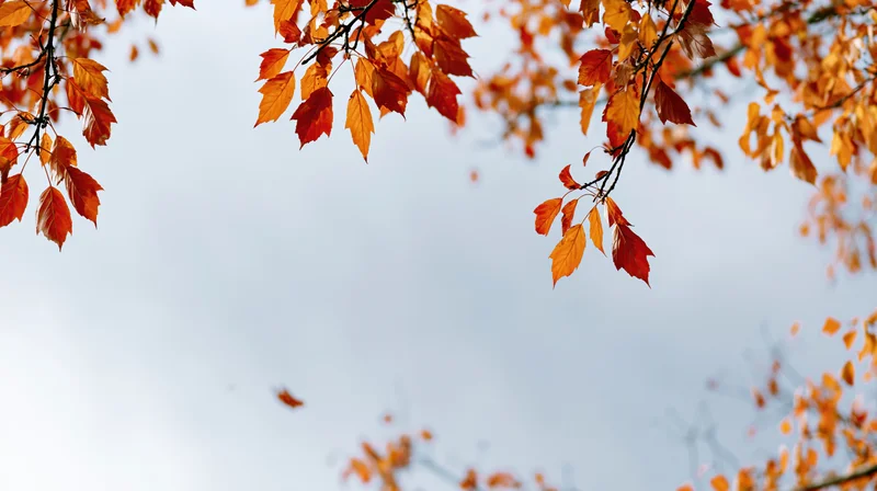 Autumn tree branches with orange red and golden leaves hanging against a soft sky background