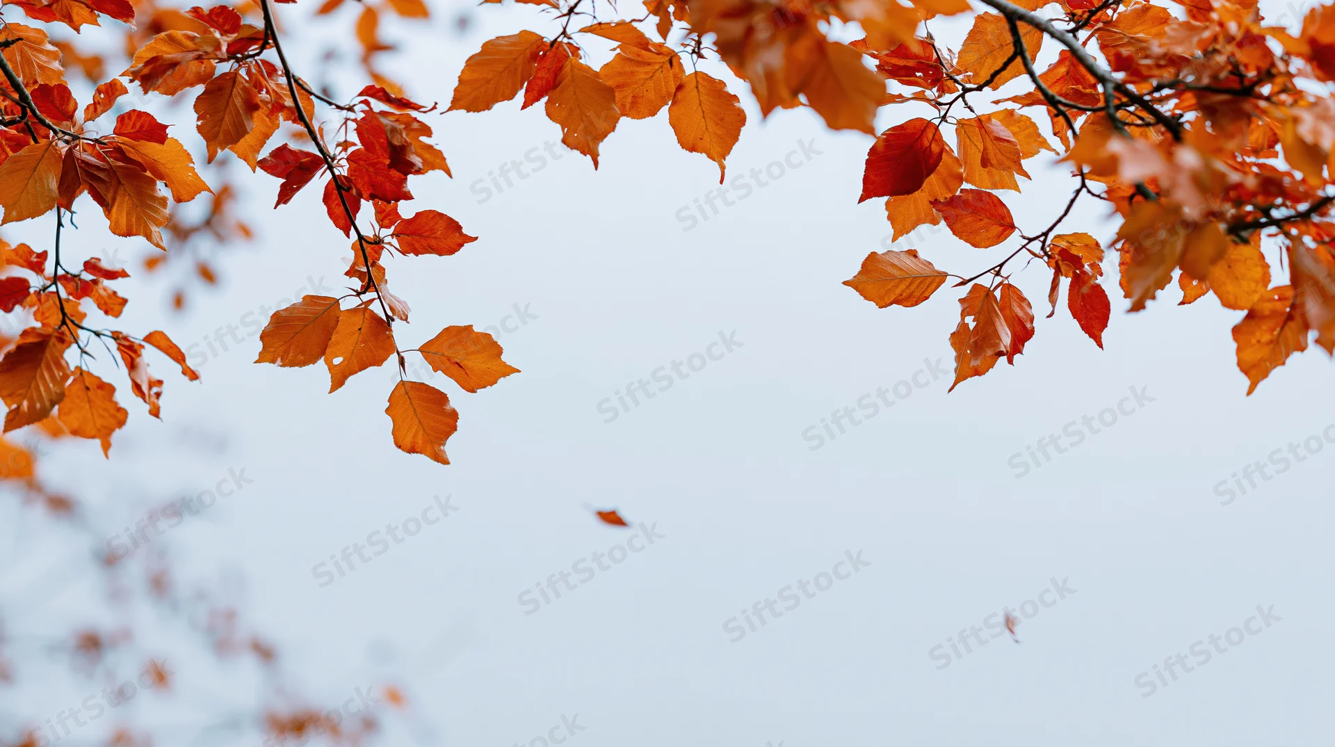 Autumn tree branches with orange red and golden leaves hanging against a pale sky