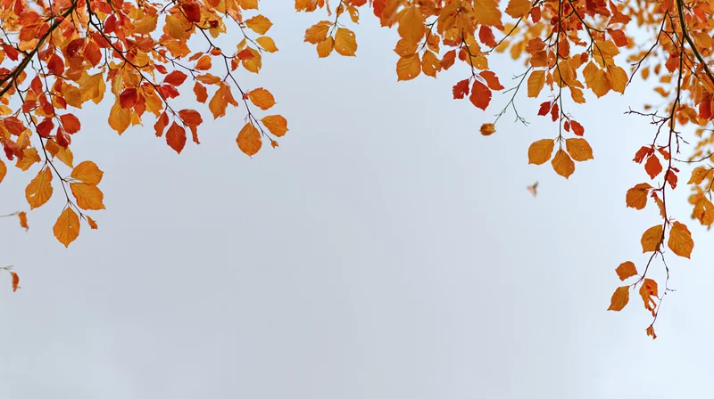 Autumn tree branches with orange red and golden leaves hanging over a pale sky, framing the top of the image with copyspace below