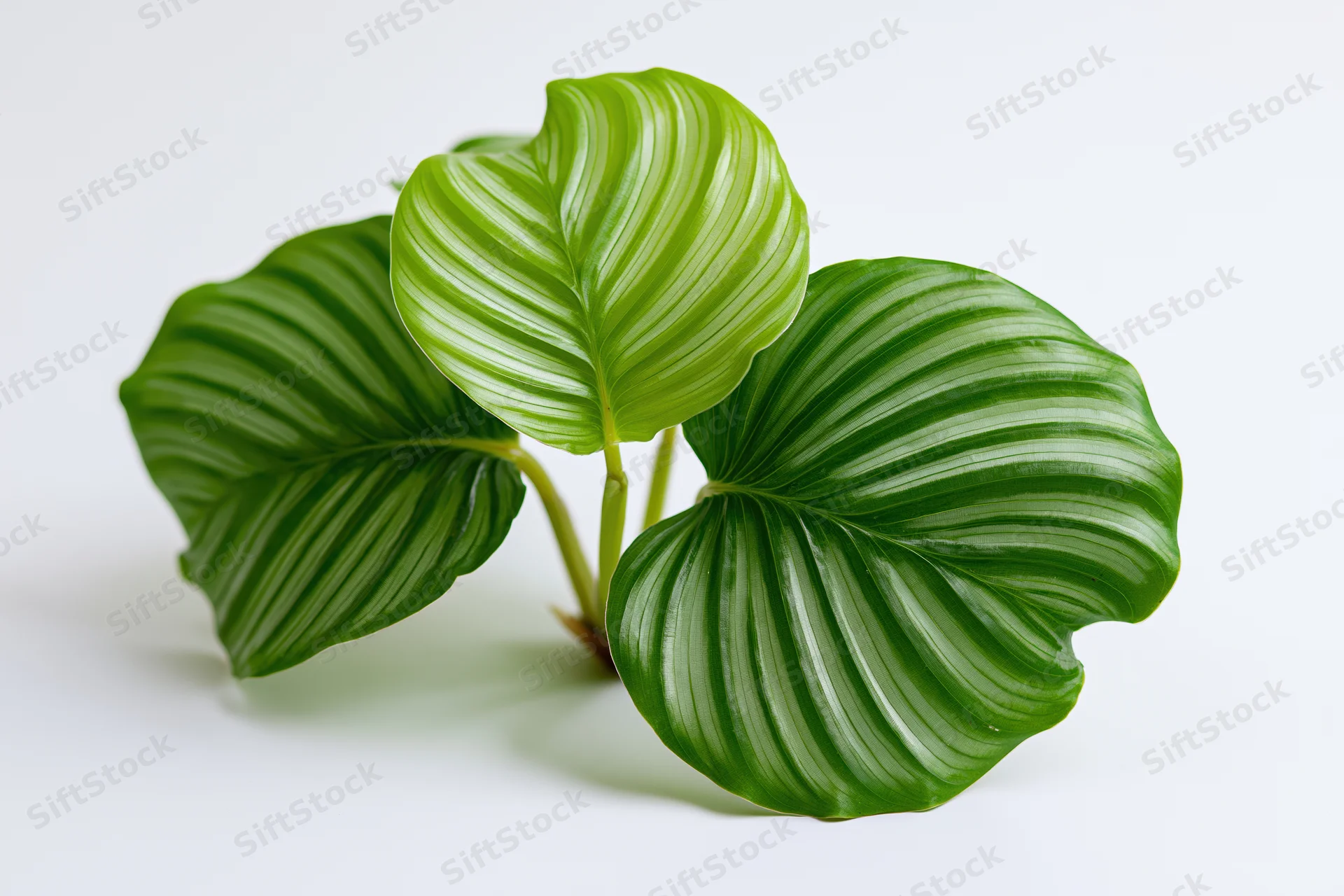 Three large round leaves of a calathea orbifolia plant cutting on a white background