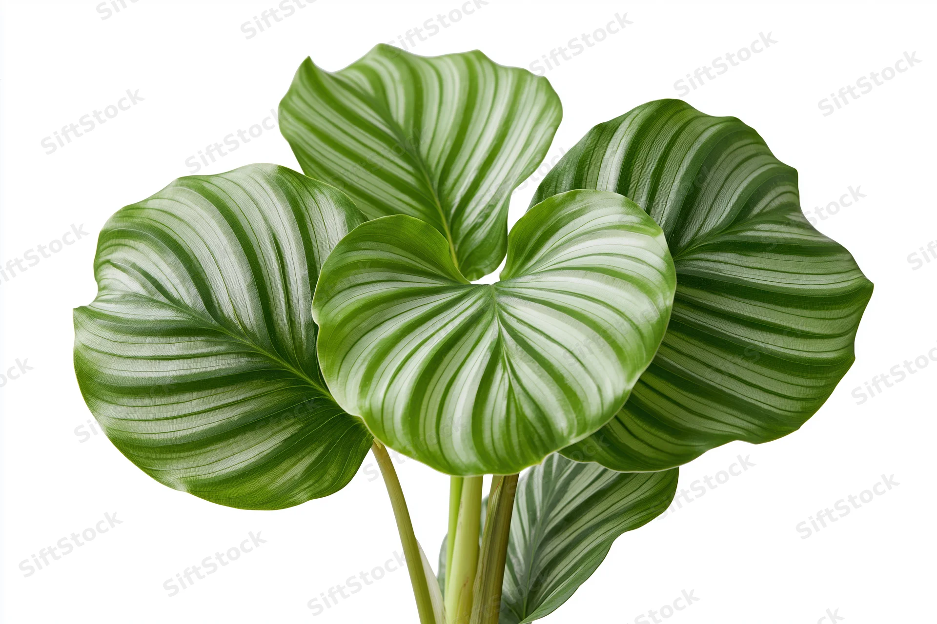 Calathea orbifolia plant with large round striped leaves isolated on white background