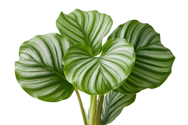 Calathea orbifolia plant with large round striped leaves isolated on white background