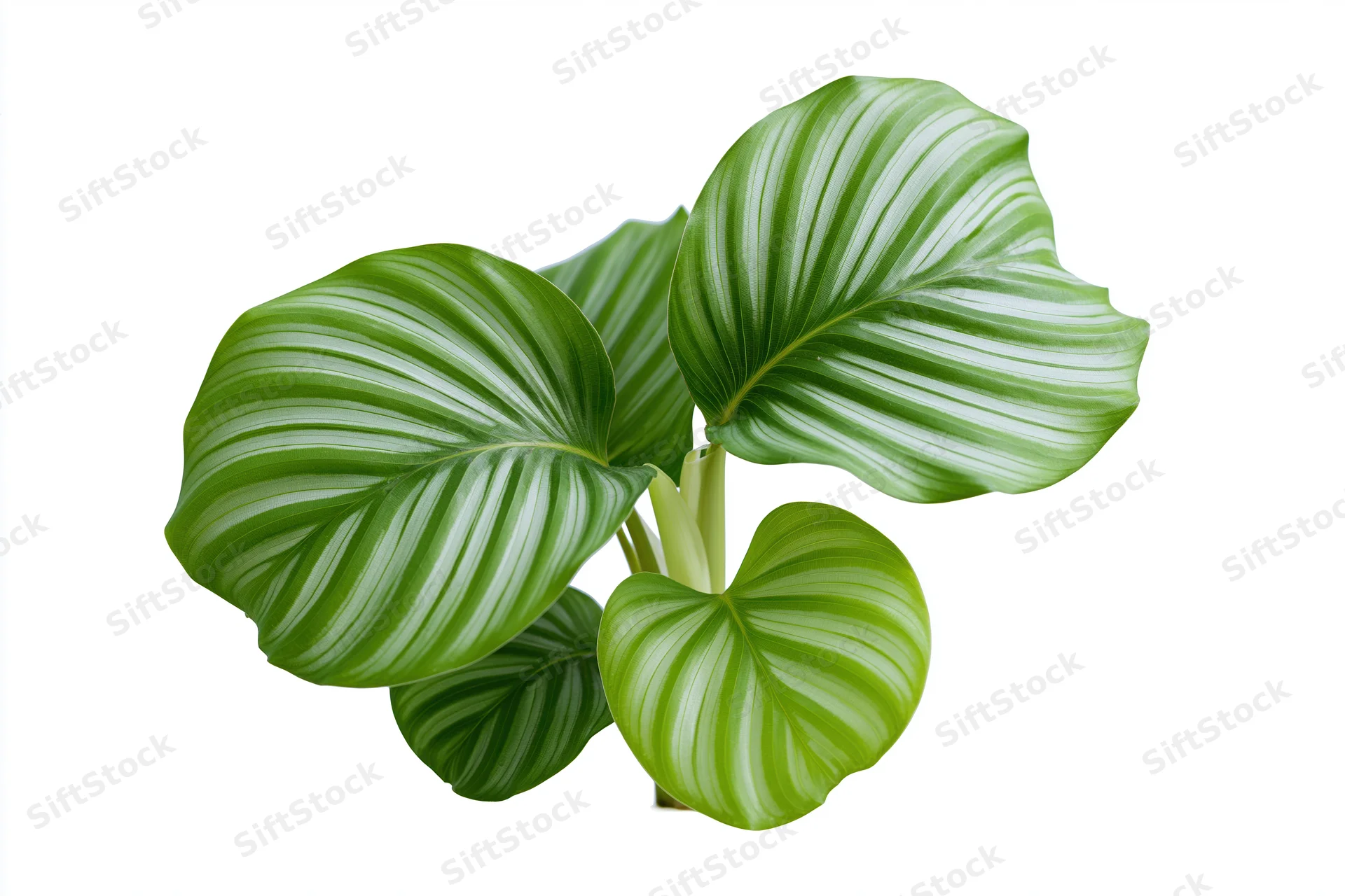 Calathea orbifolia plant cutting with large round striped leaves isolated on white