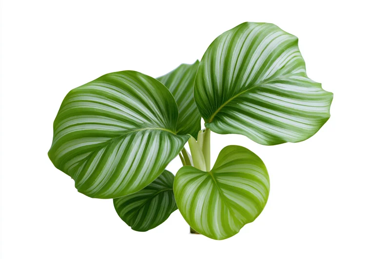 Calathea orbifolia plant cutting with large round striped leaves isolated on white