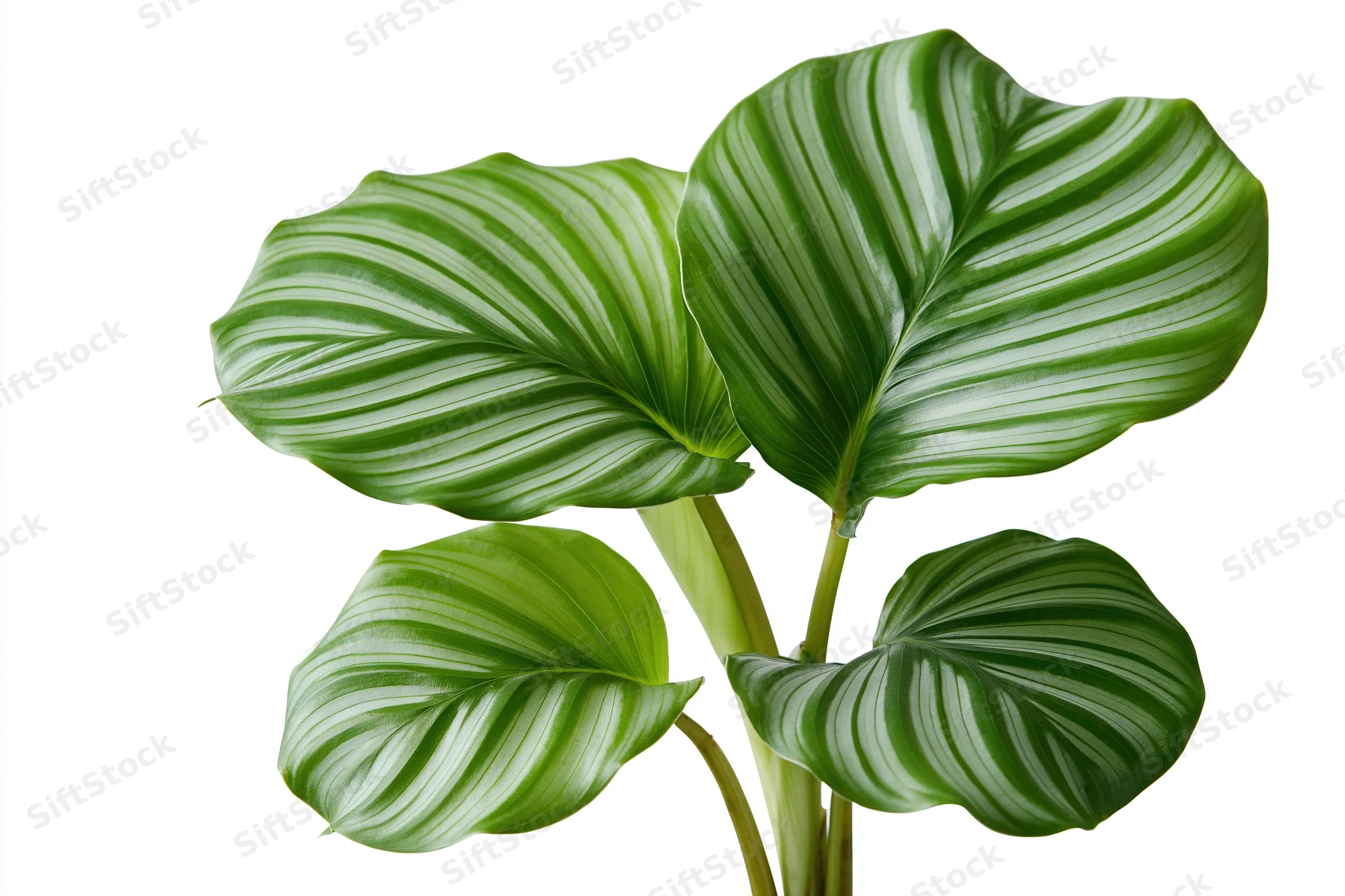 Calathea orbifolia plant with large striped green leaves isolated on white background
