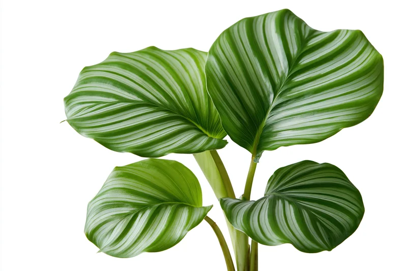 Calathea orbifolia plant with large striped green leaves isolated on white background