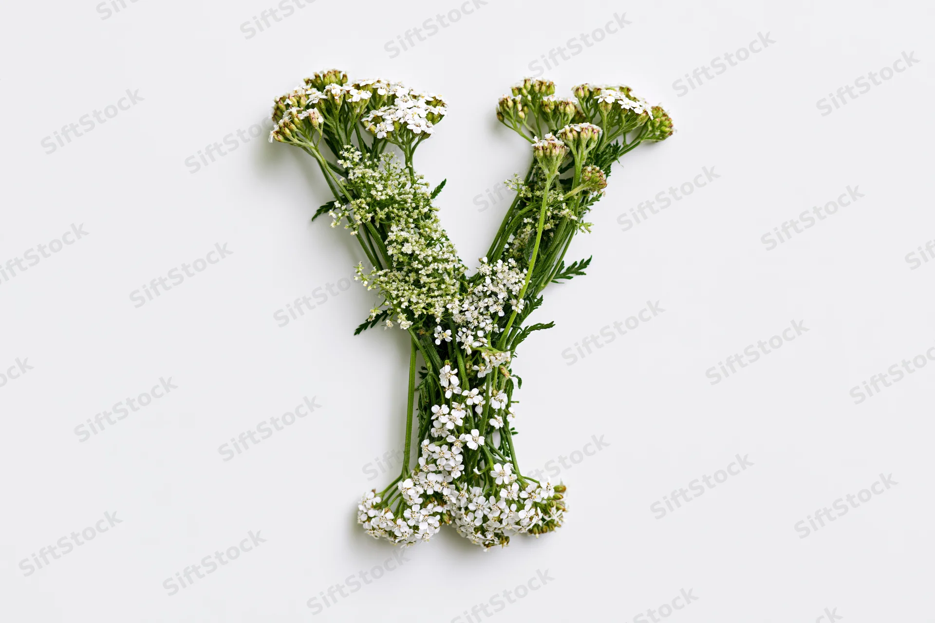Yarrow flowers arranged in the shape of the letter y on a white background
