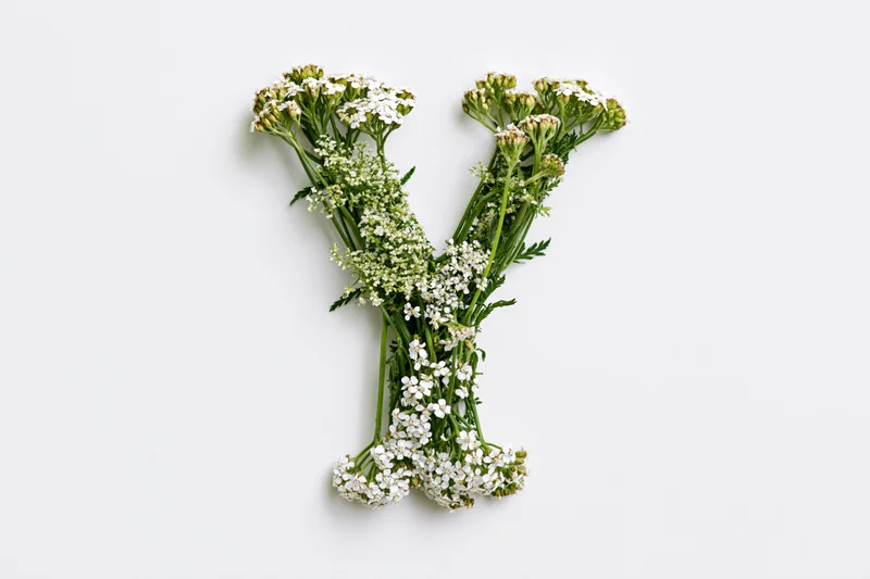 Yarrow flowers arranged in the shape of the letter y on a white background