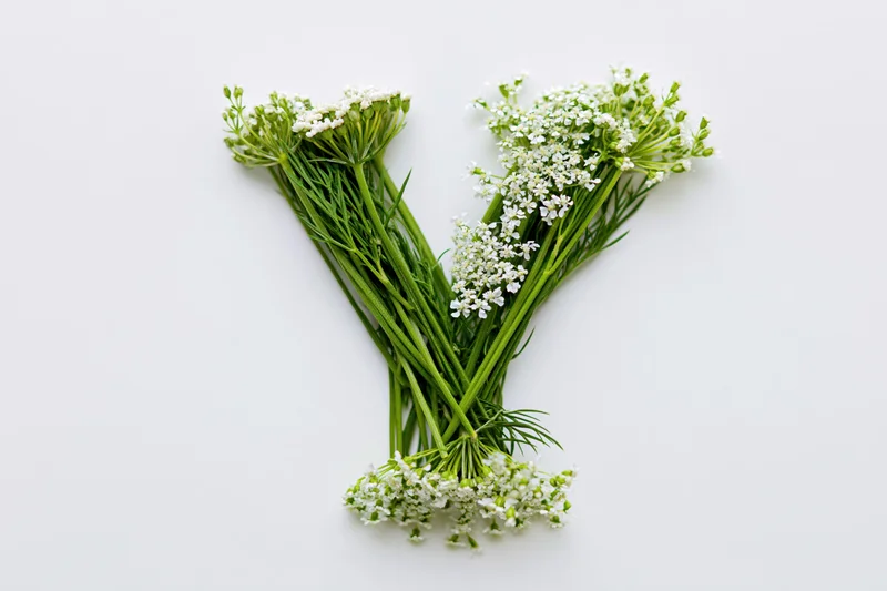 Yarrow flowers arranged in the shape of the letter y on a white background