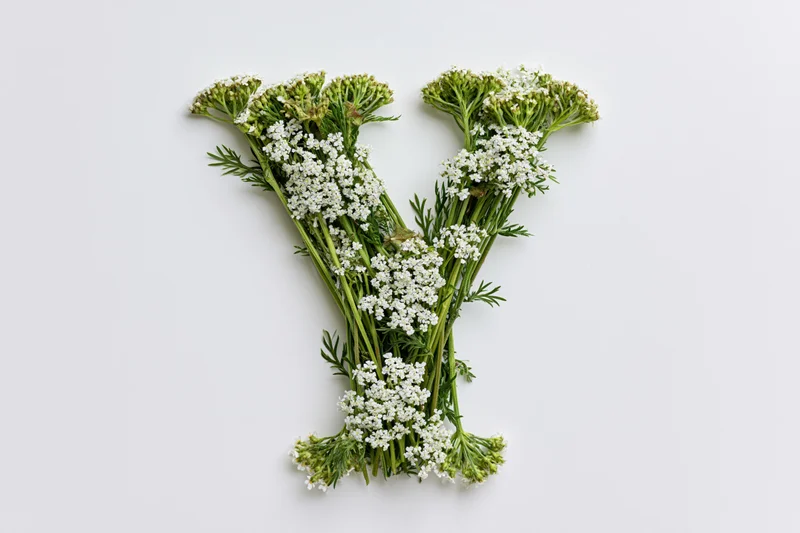 Yarrow flowers arranged in the shape of the letter y on a white surface