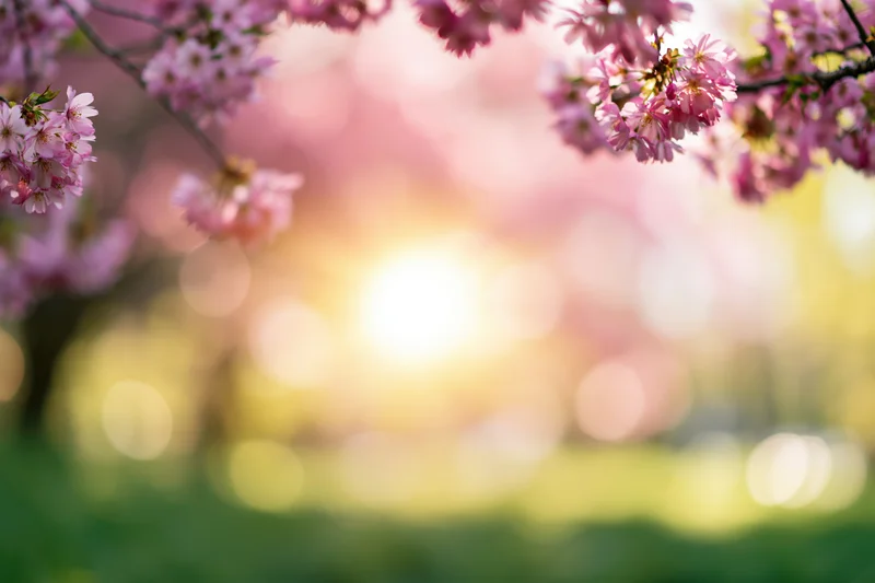 Cherry blossom branches framing a soft-focus spring garden with sunlight and bokeh background